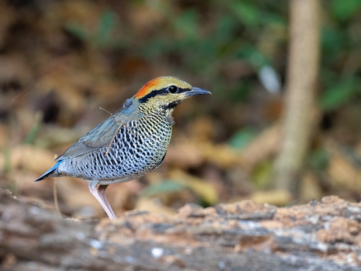 Blue Pitta - Mollee Brown