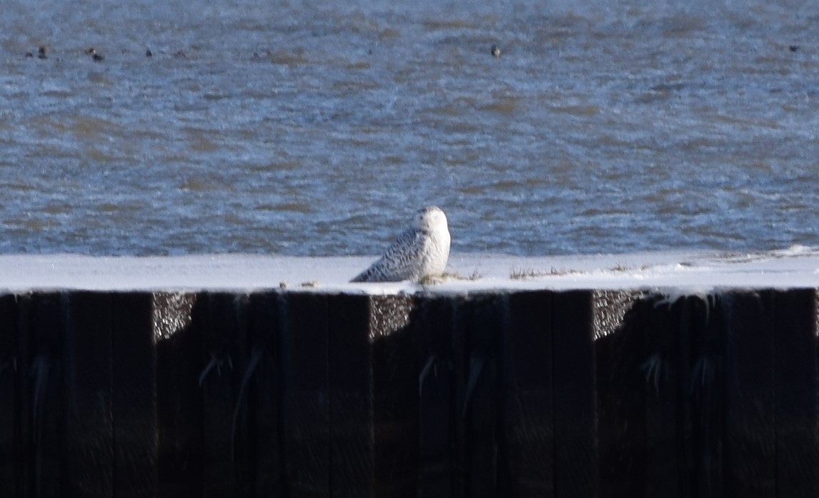 Snowy Owl - ML199989041