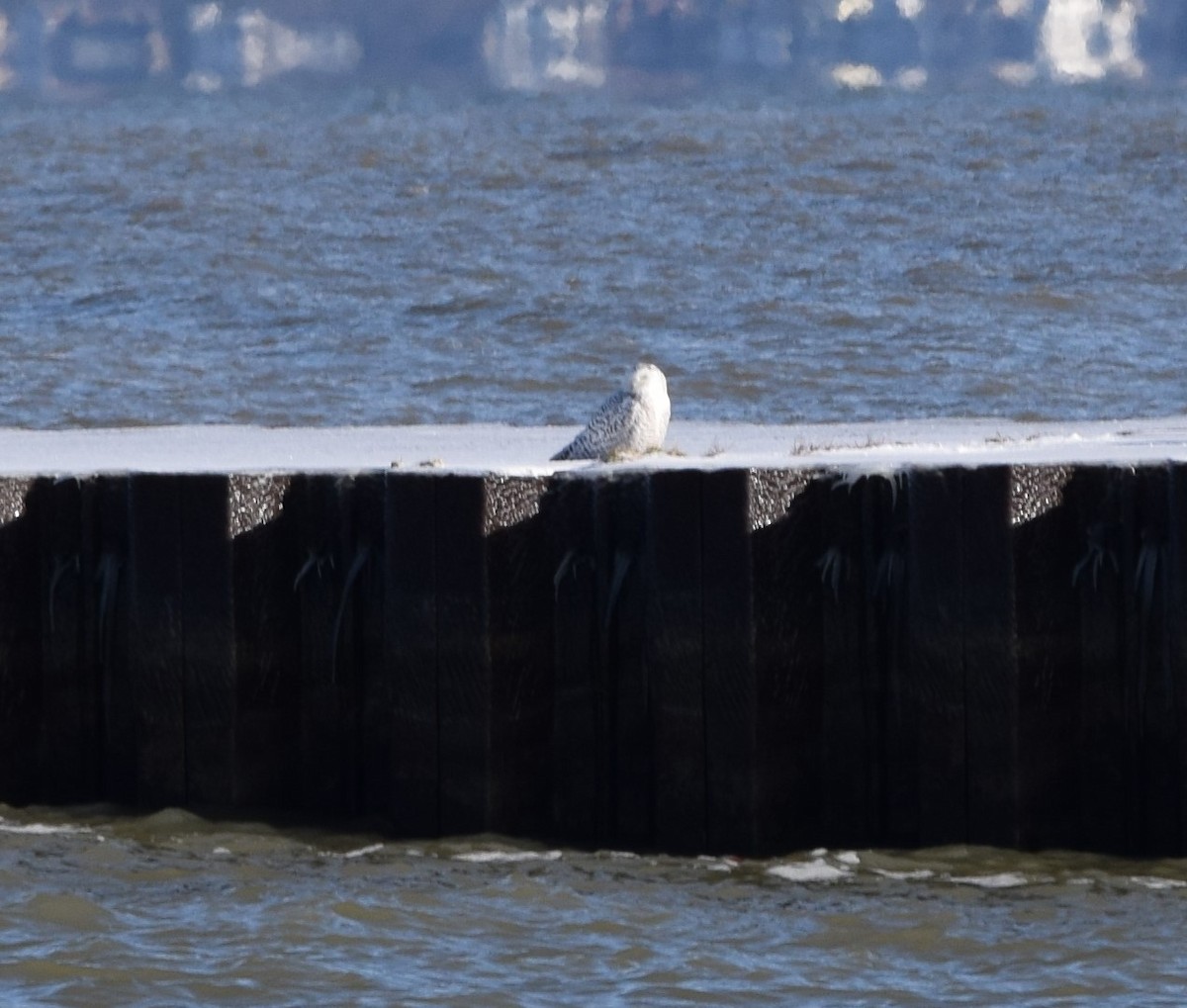 Snowy Owl - ML199989051