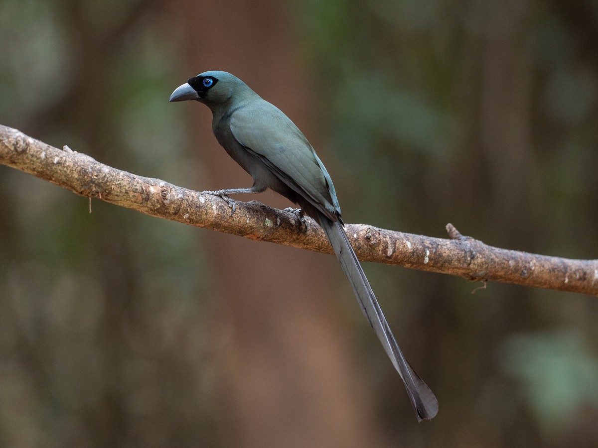 Racket-tailed Treepie - ML199989231