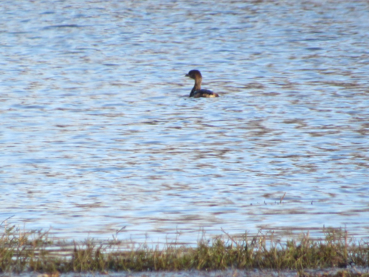 Pied-billed Grebe - Ted Powell