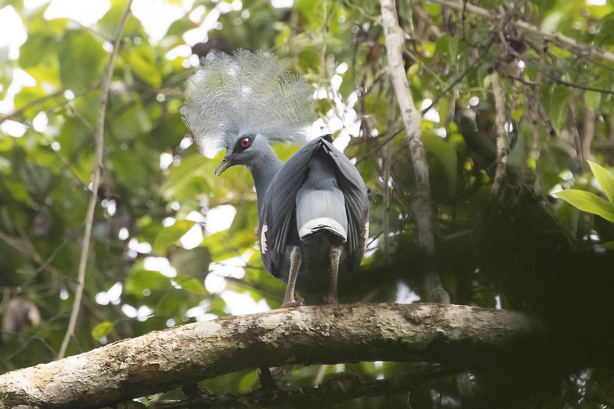 Western Crowned-Pigeon - ML199992481