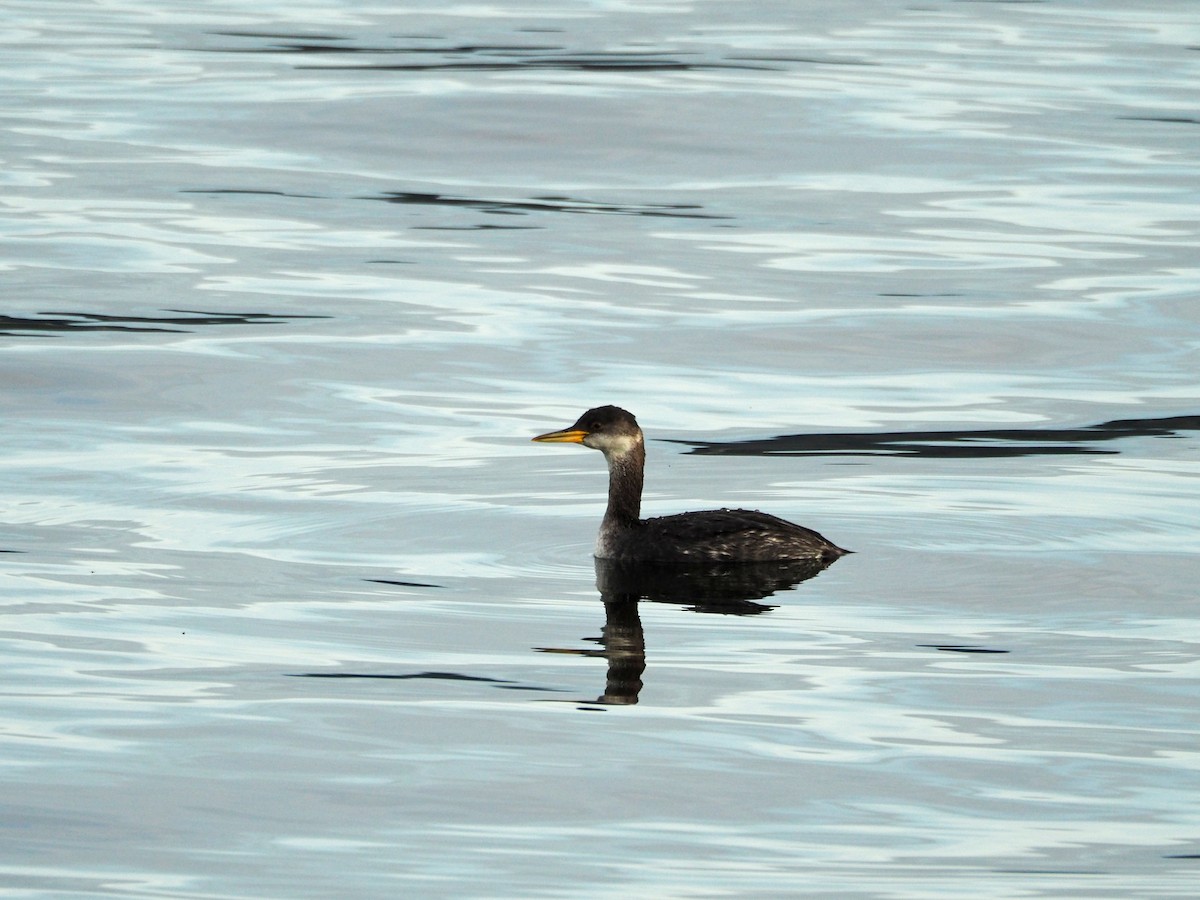 Red-necked Grebe - ML199992911