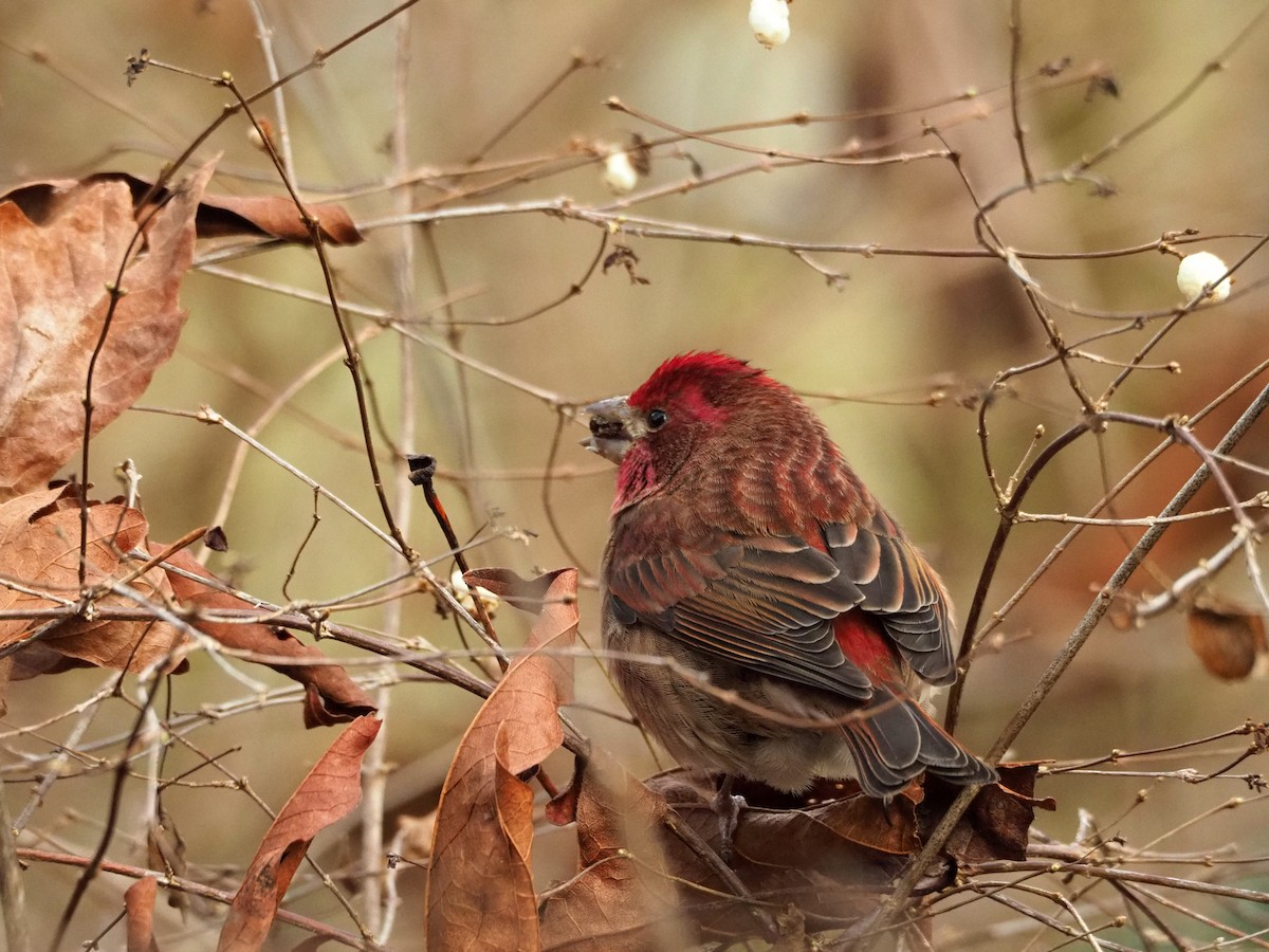 Purple Finch - ML199992931