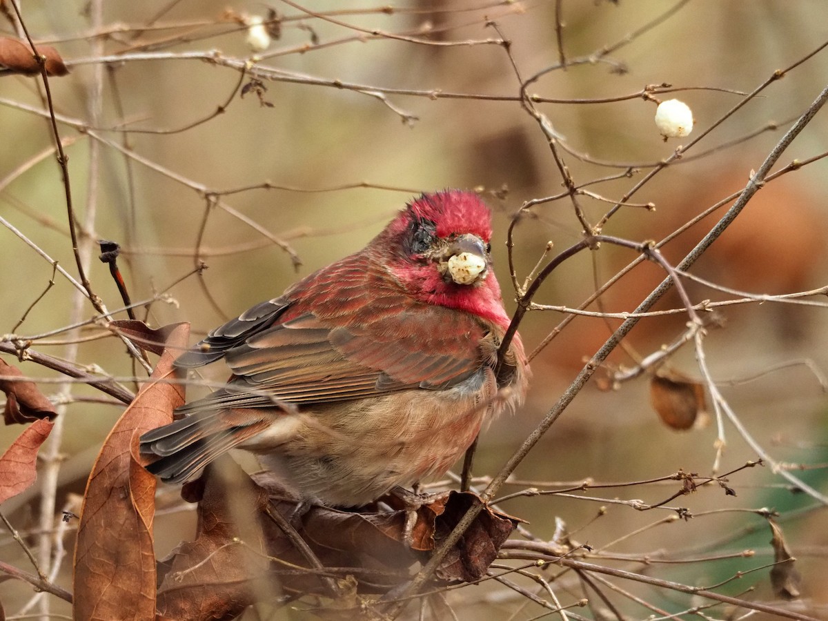 Purple Finch - ML199992971