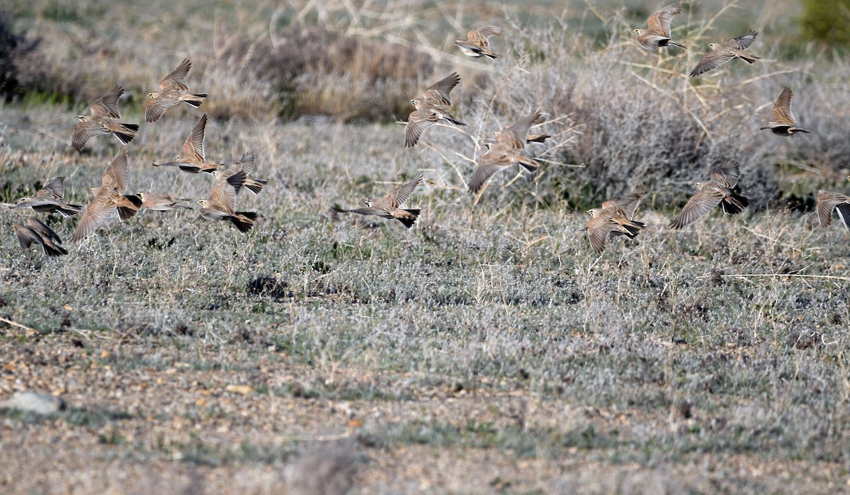 Horned Lark - Kat Byrd