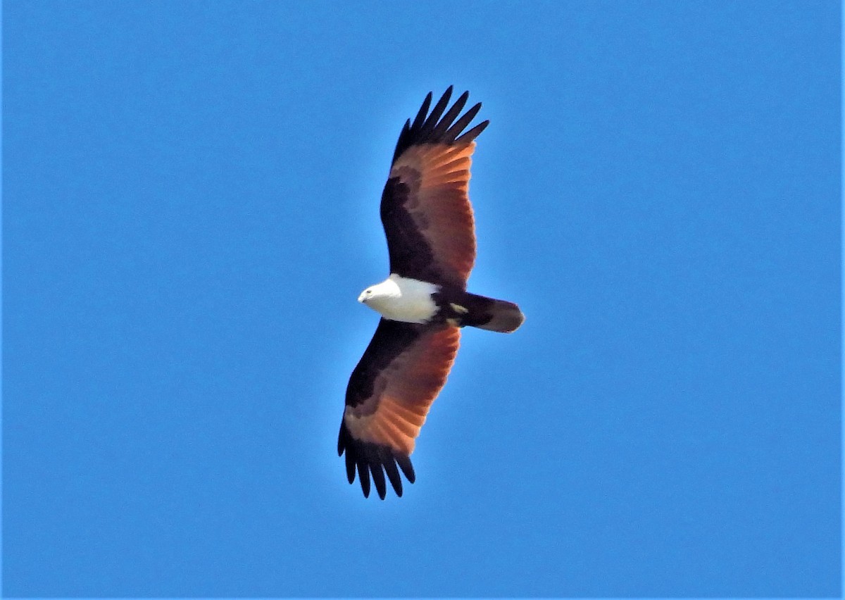 Brahminy Kite - ML199994071