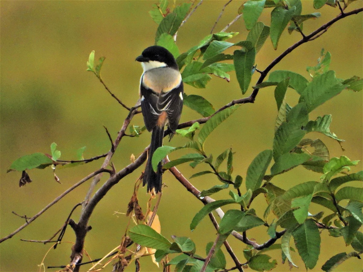 Long-tailed Shrike - ML199994081