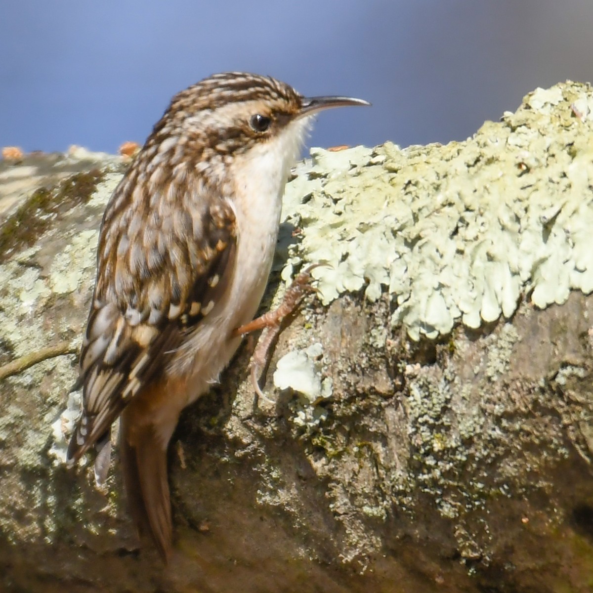 Brown Creeper - ML199995041