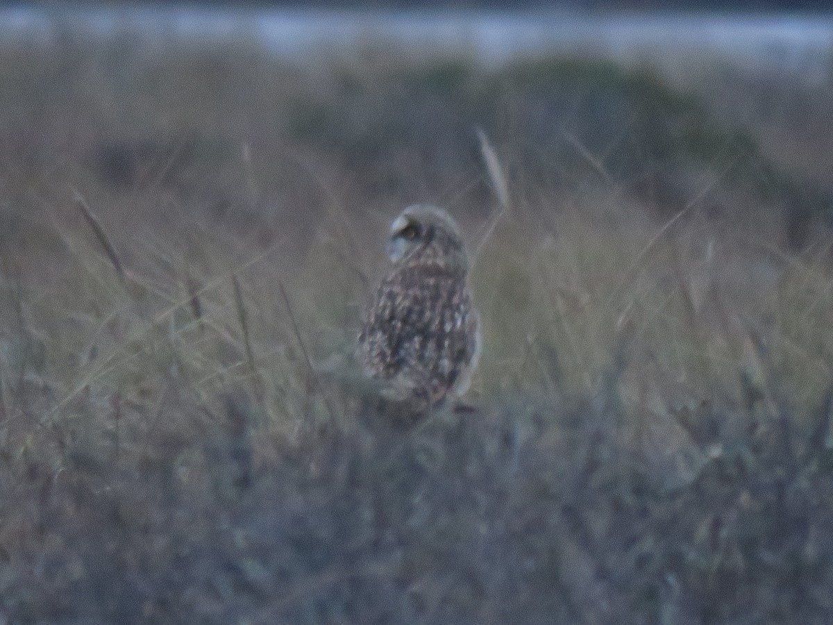 Short-eared Owl - ML199997101