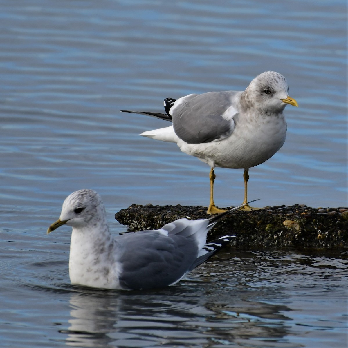 Short-billed Gull - Sia McGown
