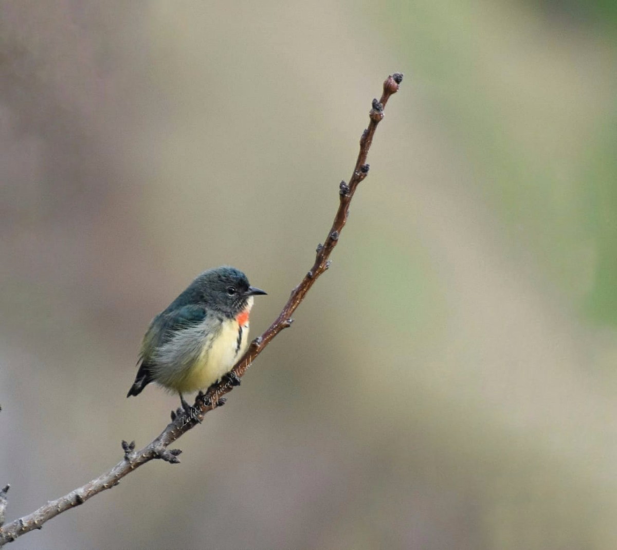 Fire-breasted Flowerpecker - ML199999961