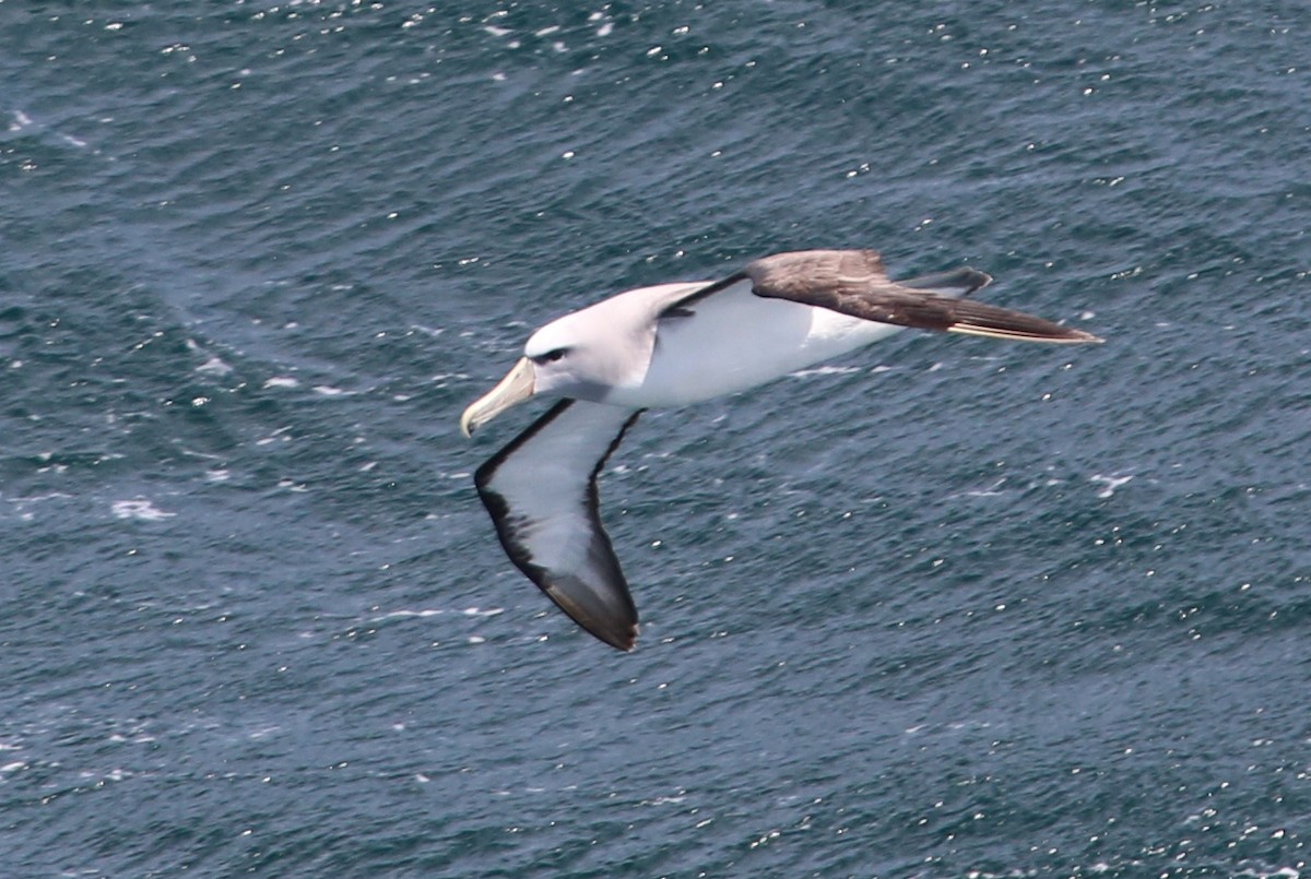 albatros snarský - ML199999971