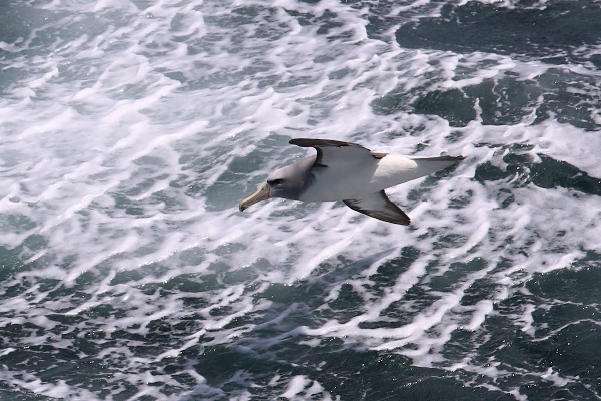 albatros snarský - ML199999981