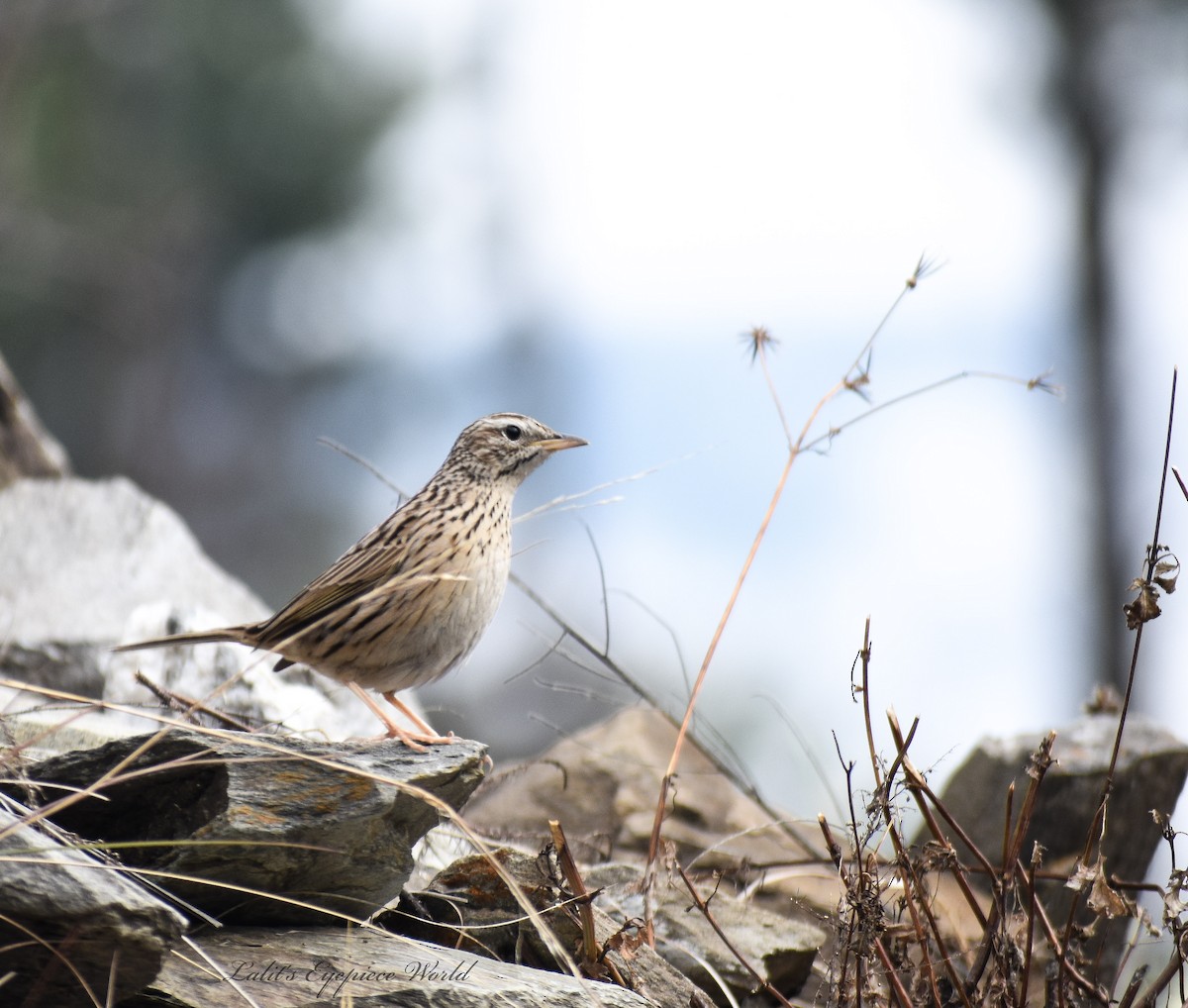 Upland Pipit - ML200000041