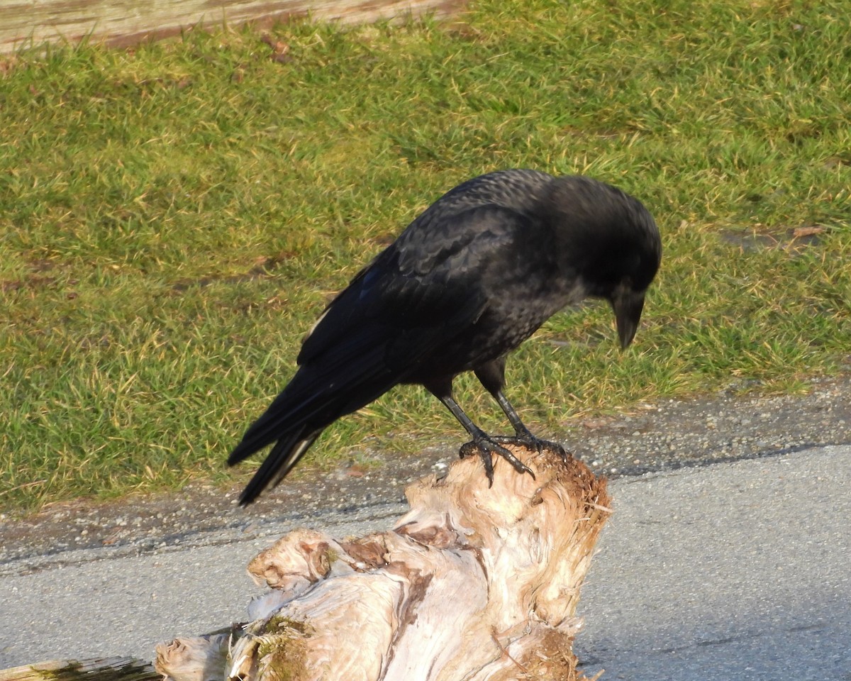 American Crow - ML200001551