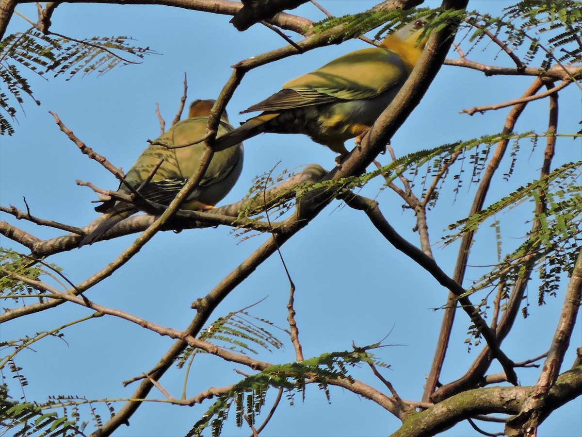 Yellow-footed Green-Pigeon - ML200001571