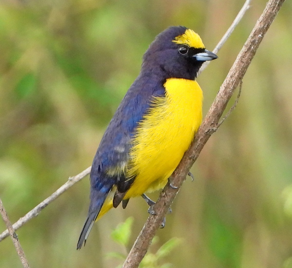 Scrub Euphonia - Lauri Taylor