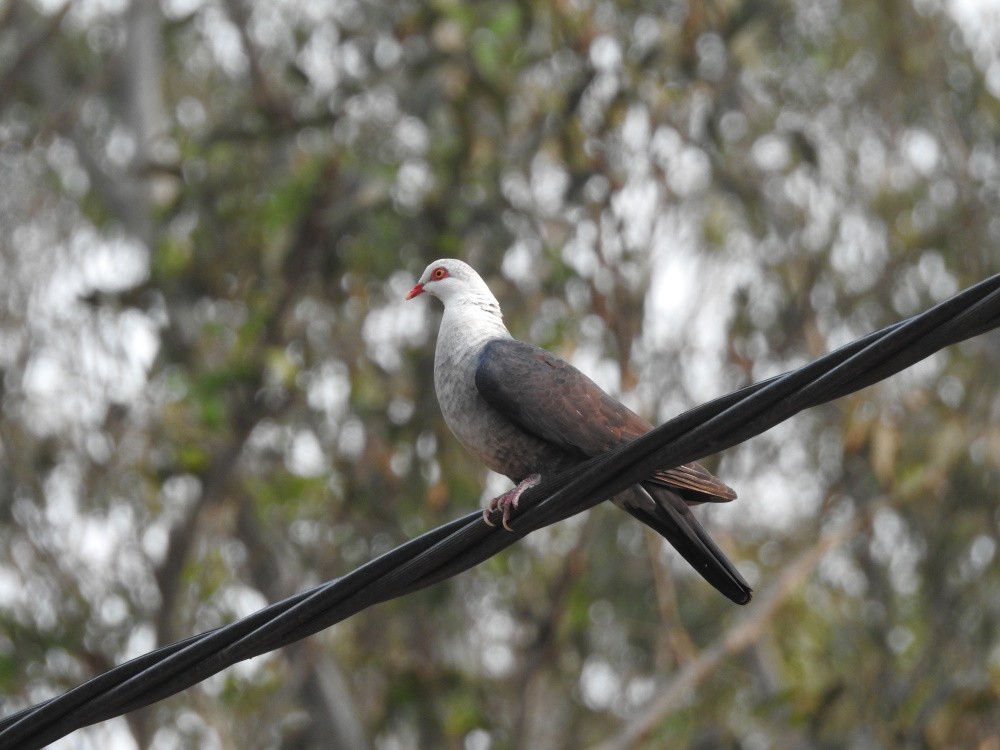 White-headed Pigeon - ML200002791