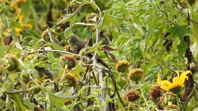 European Goldfinch - ML200003021