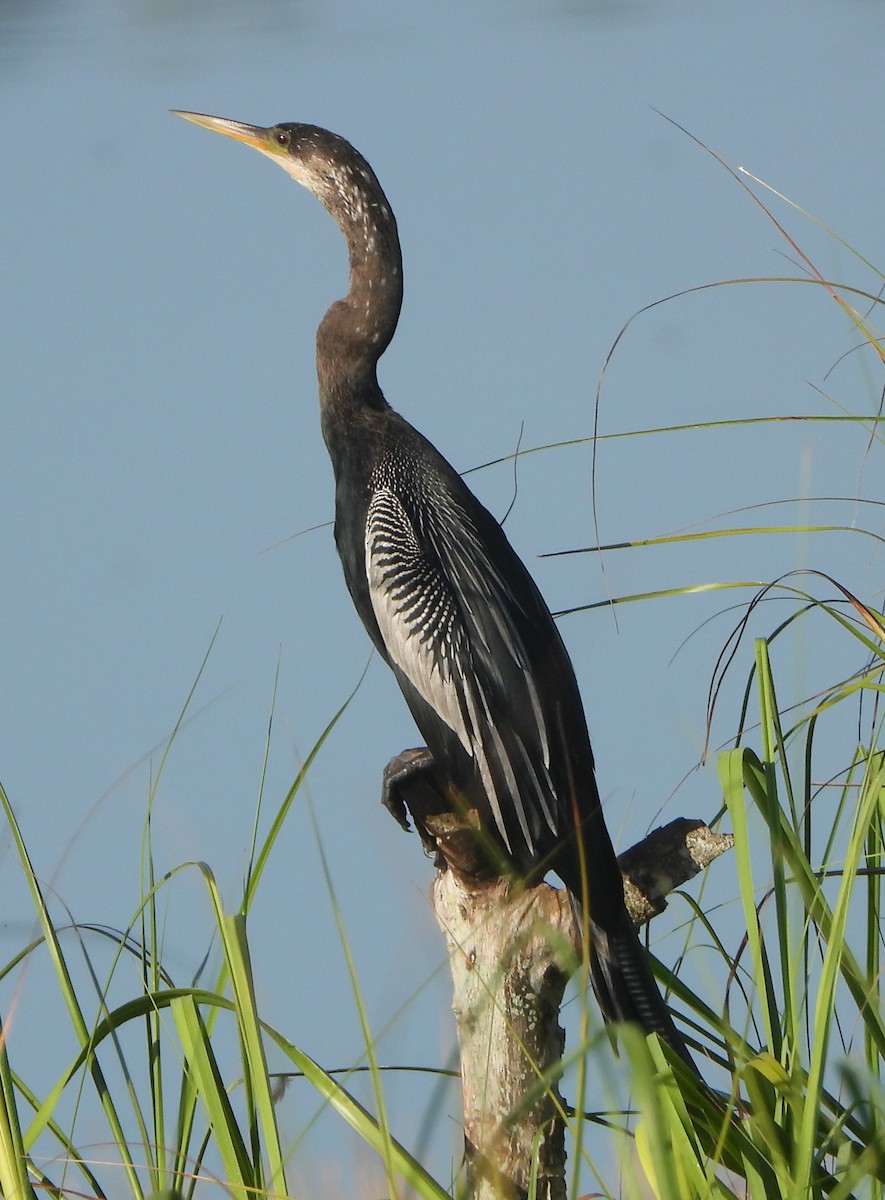 Amerika-Schlangenhalsvogel - ML200006841