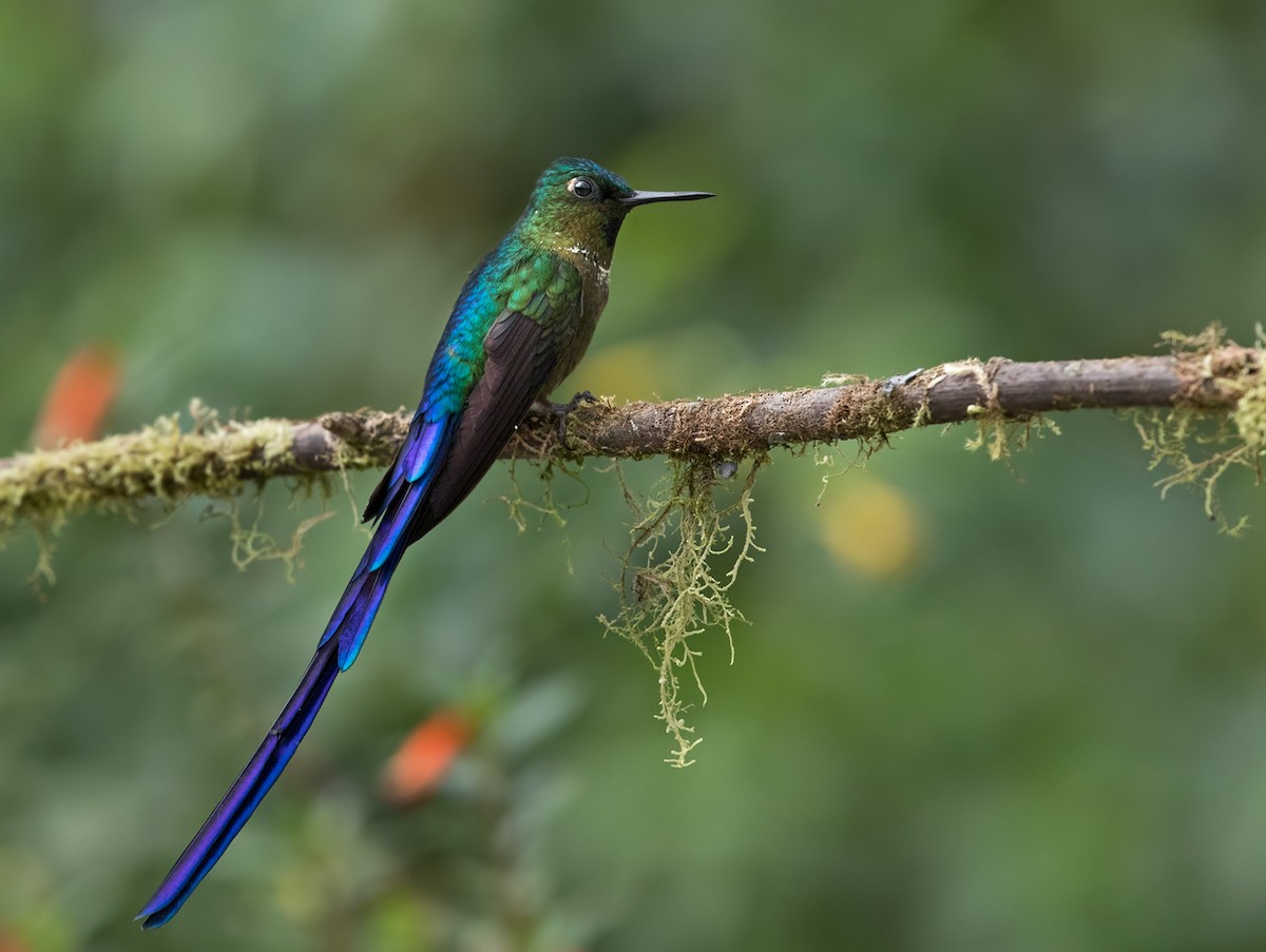 Violet-tailed Sylph - Lars Petersson | My World of Bird Photography