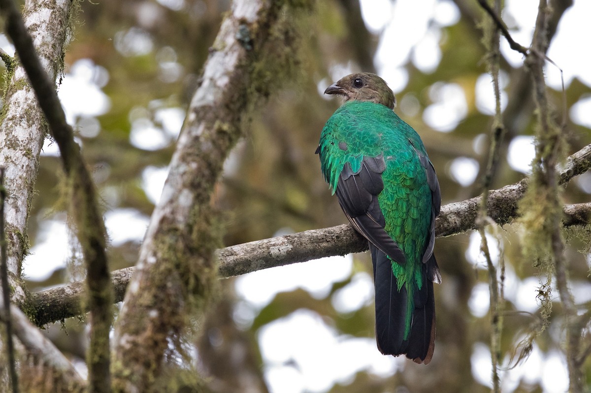 Quetzal Cabecidorado - ML200007251