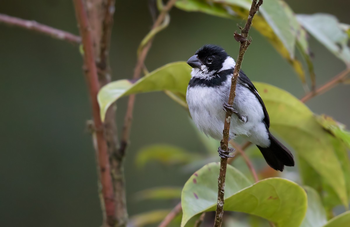 Variable Seedeater (Variable) - Lars Petersson | My World of Bird Photography