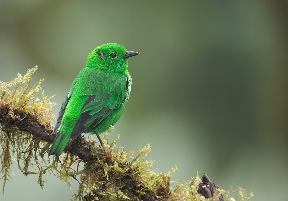 Glistening-green Tanager - ML200008111