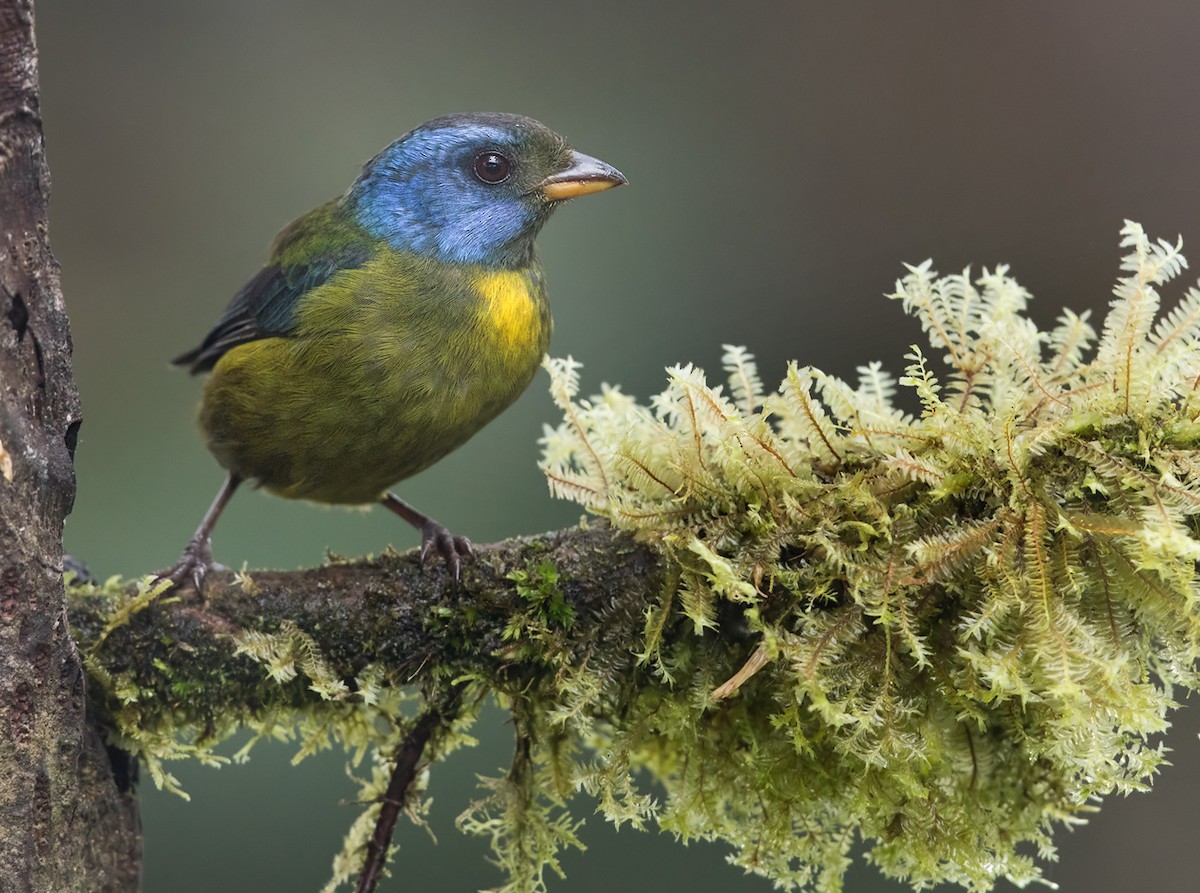 Moss-backed Tanager - Lars Petersson | My World of Bird Photography