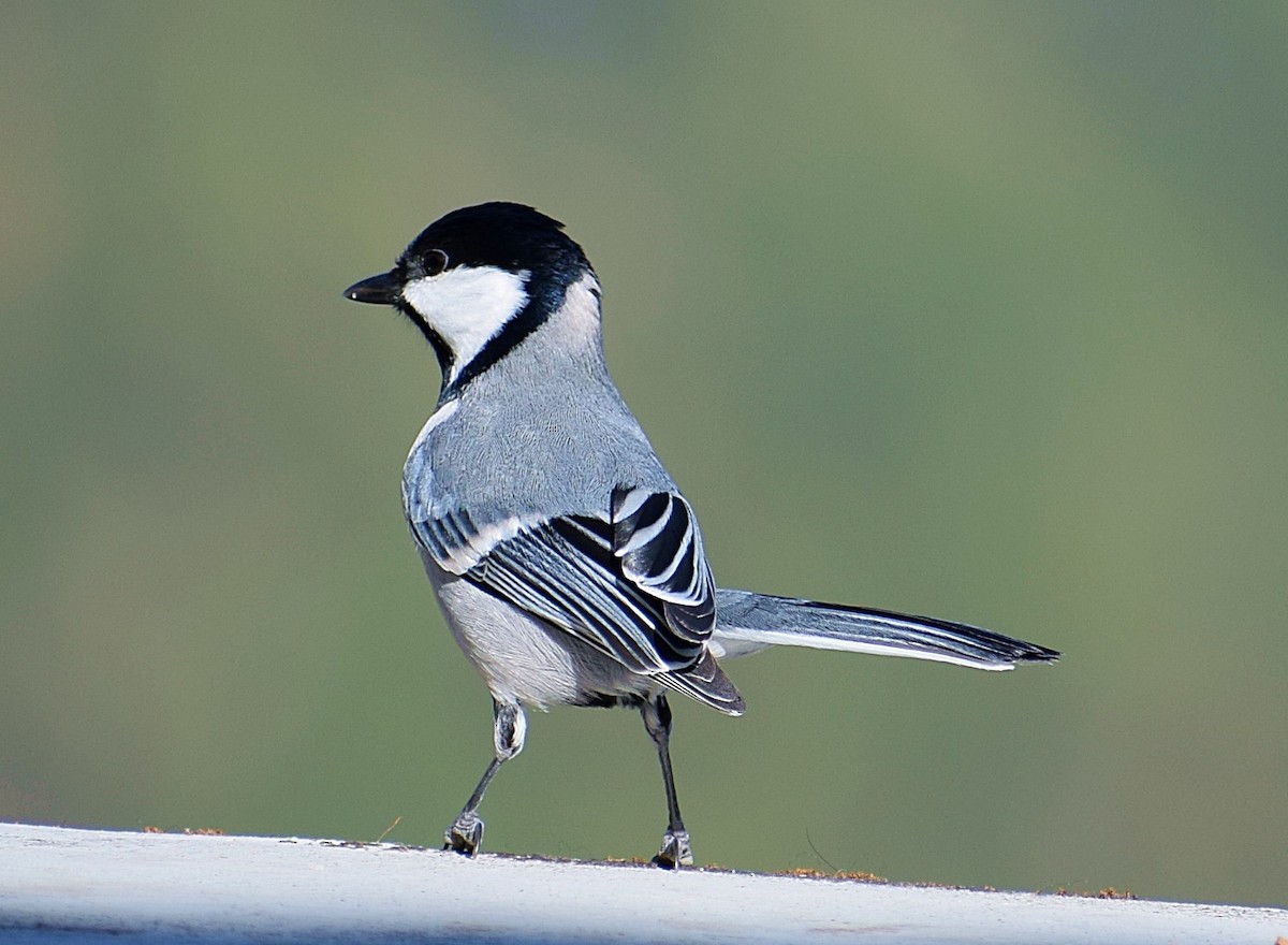 Asian Tit (Cinereous) - ML200008241