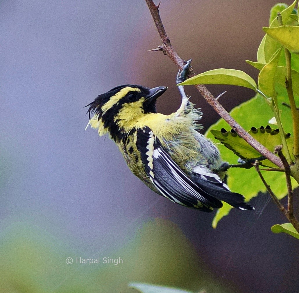 Himalayan Black-lored Tit - ML200008271
