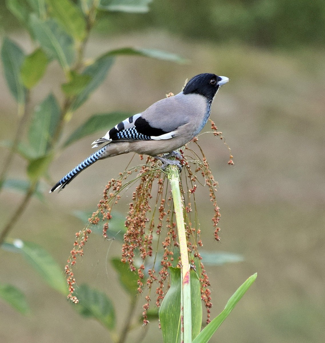 Black-headed Jay - ML200008351