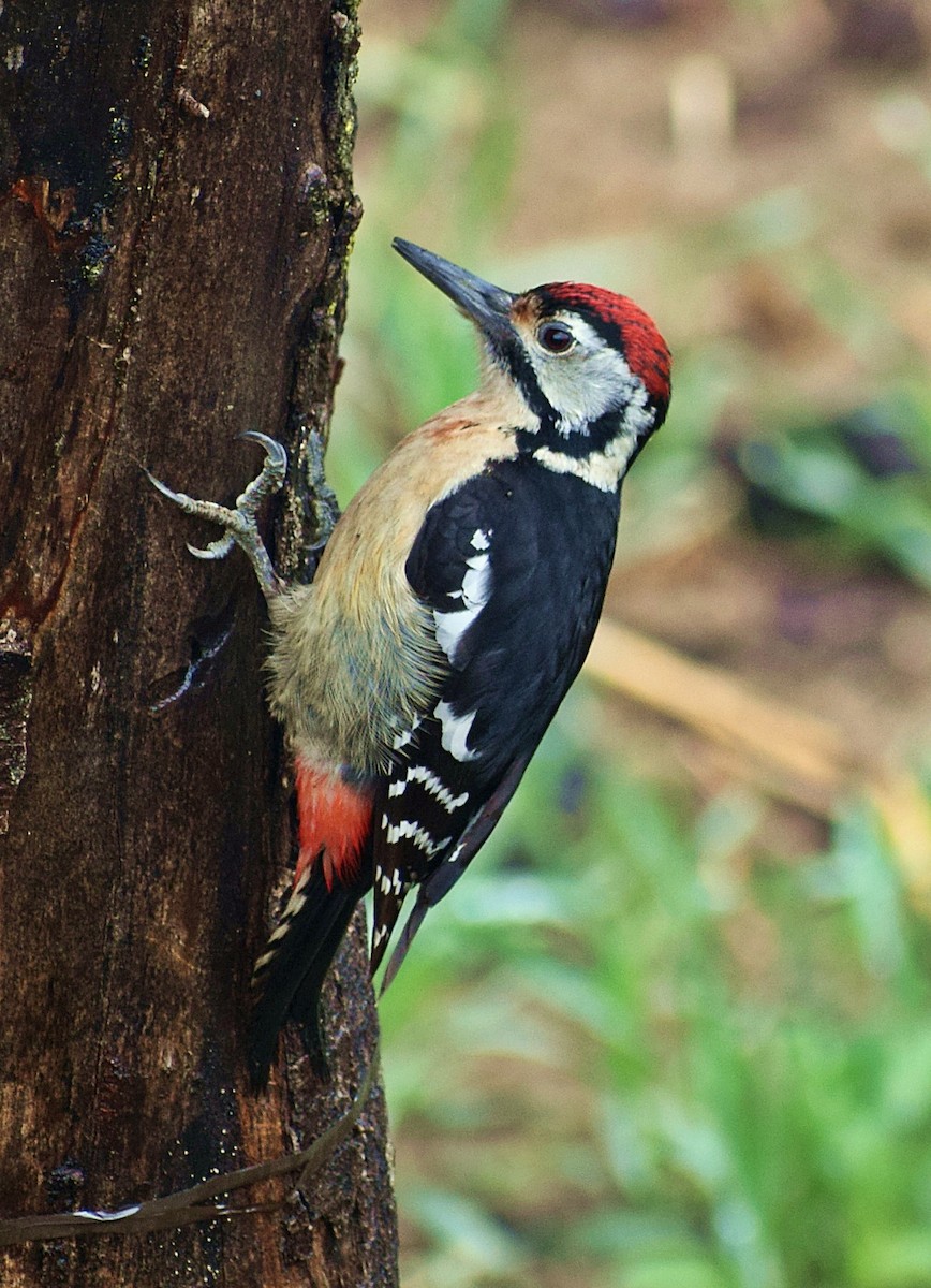 Himalayan Woodpecker - ML200008371