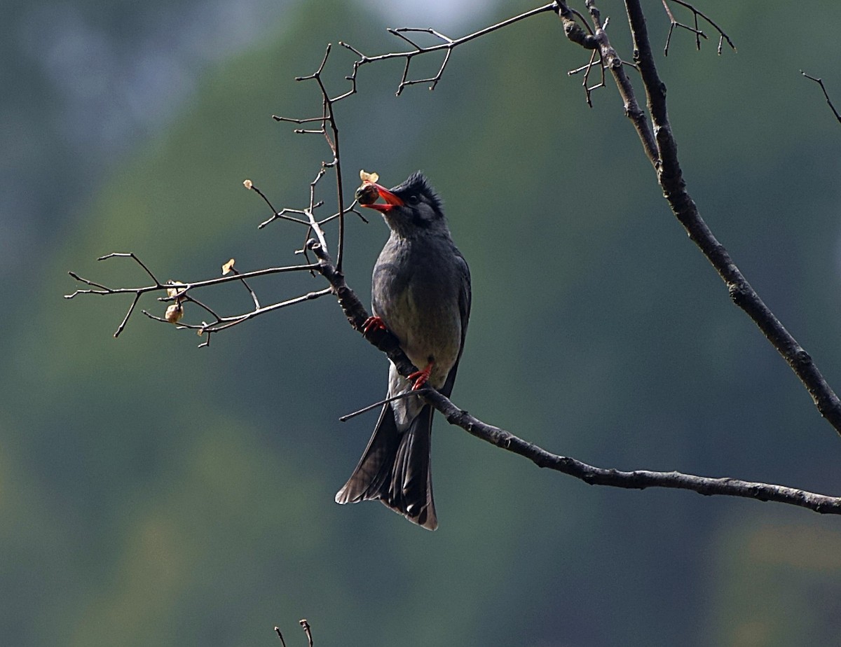 Black Bulbul - ML200008391