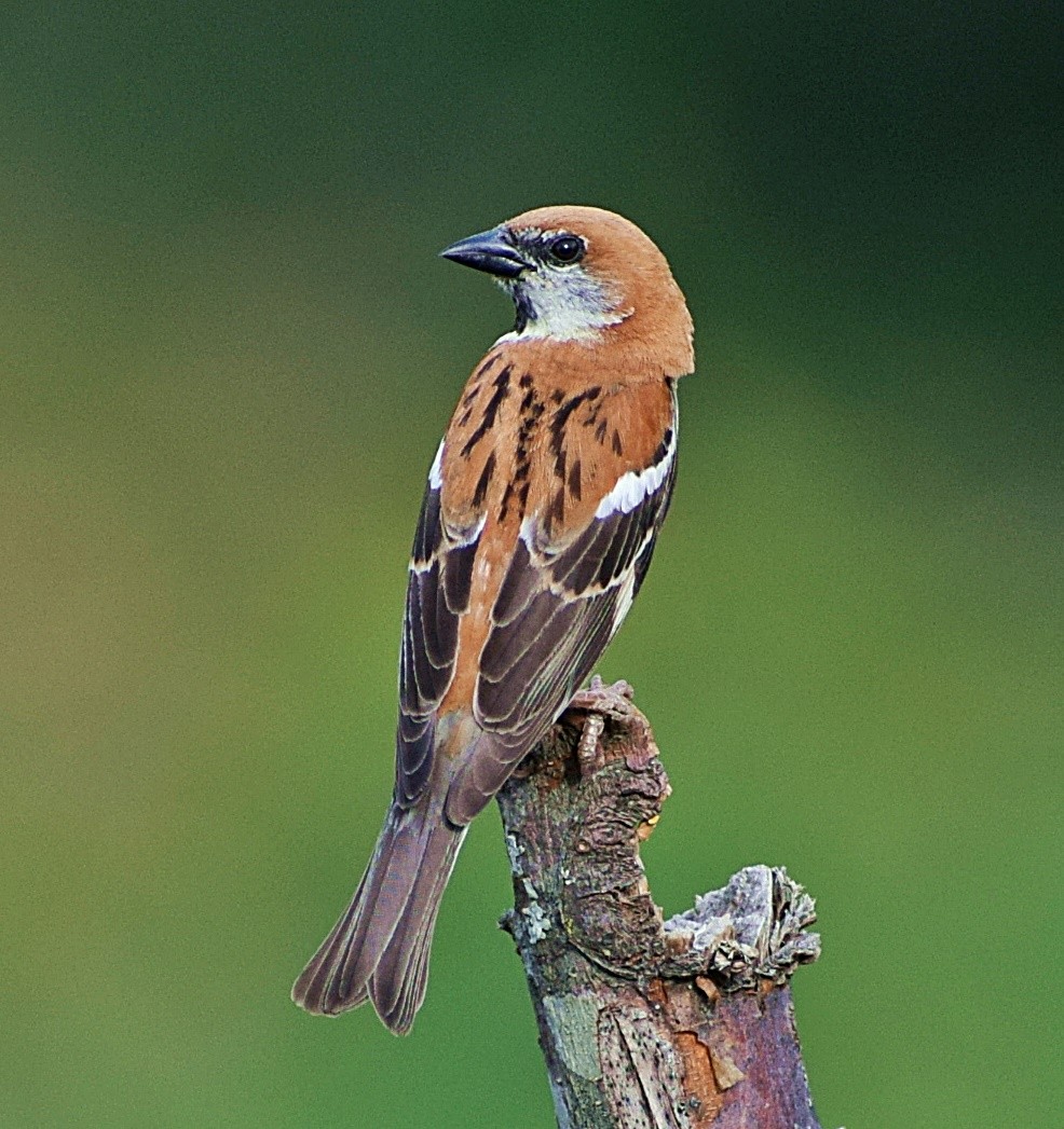 Russet Sparrow - ML200008461
