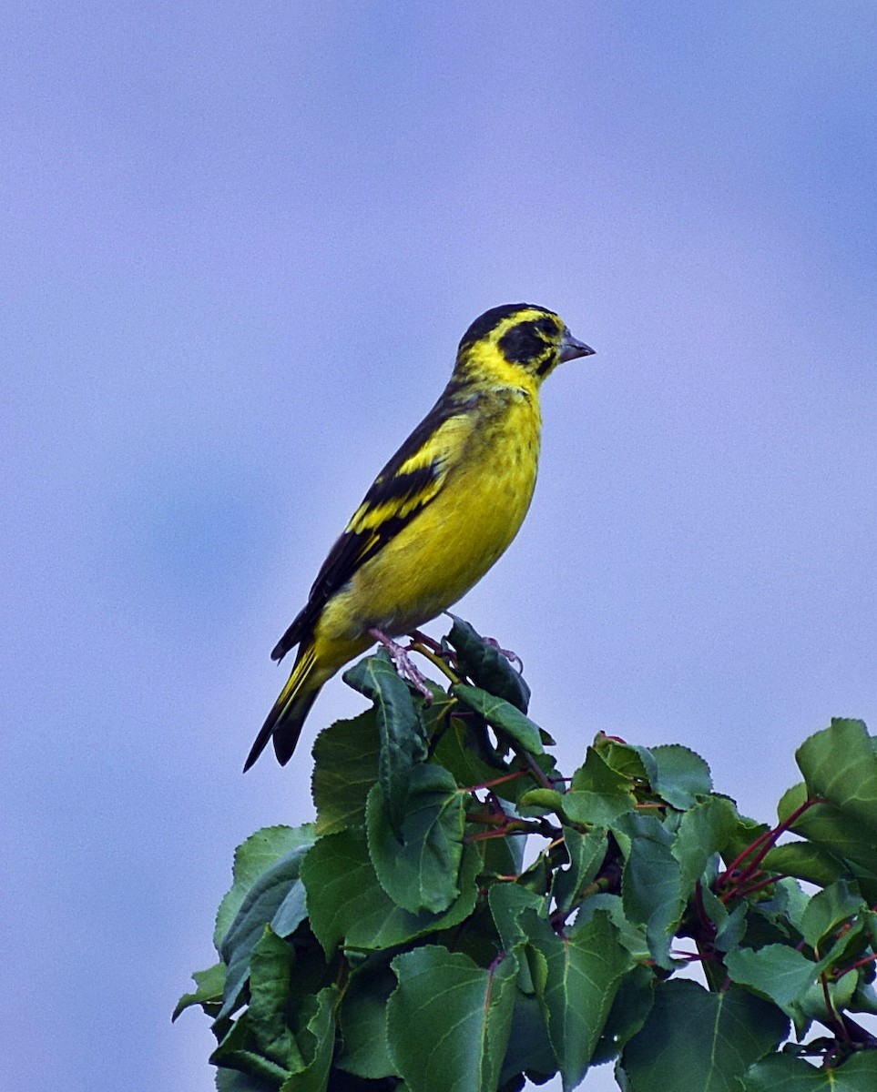 Yellow-breasted Greenfinch - ML200008471