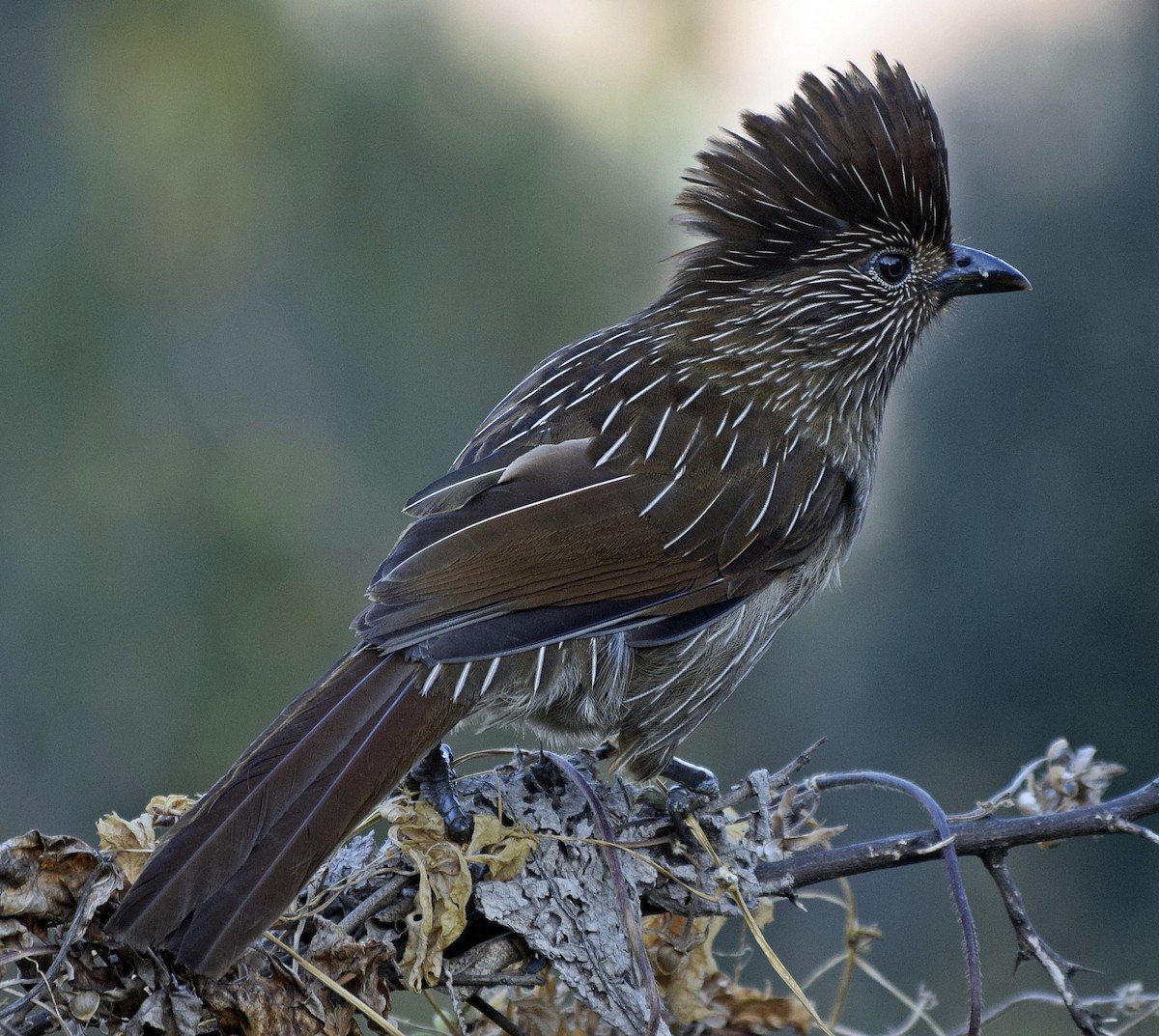 Striated Laughingthrush - ML200008531
