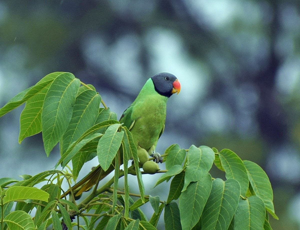 Slaty-headed Parakeet - ML200008661