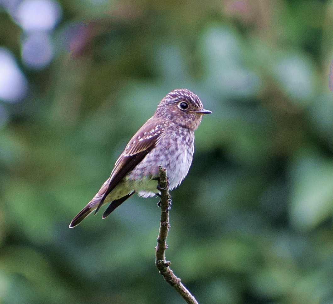 Dark-sided Flycatcher - ML200008701