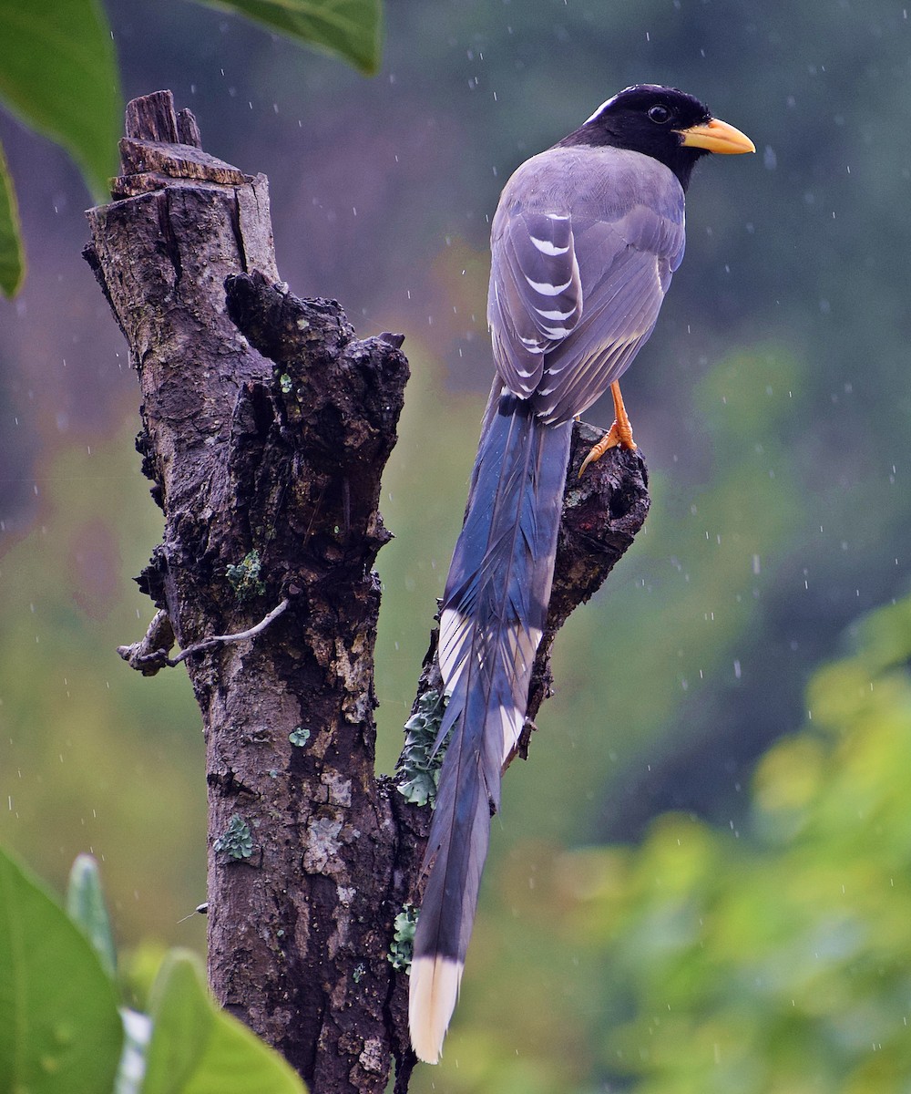 Yellow-billed Blue-Magpie - ML200008711