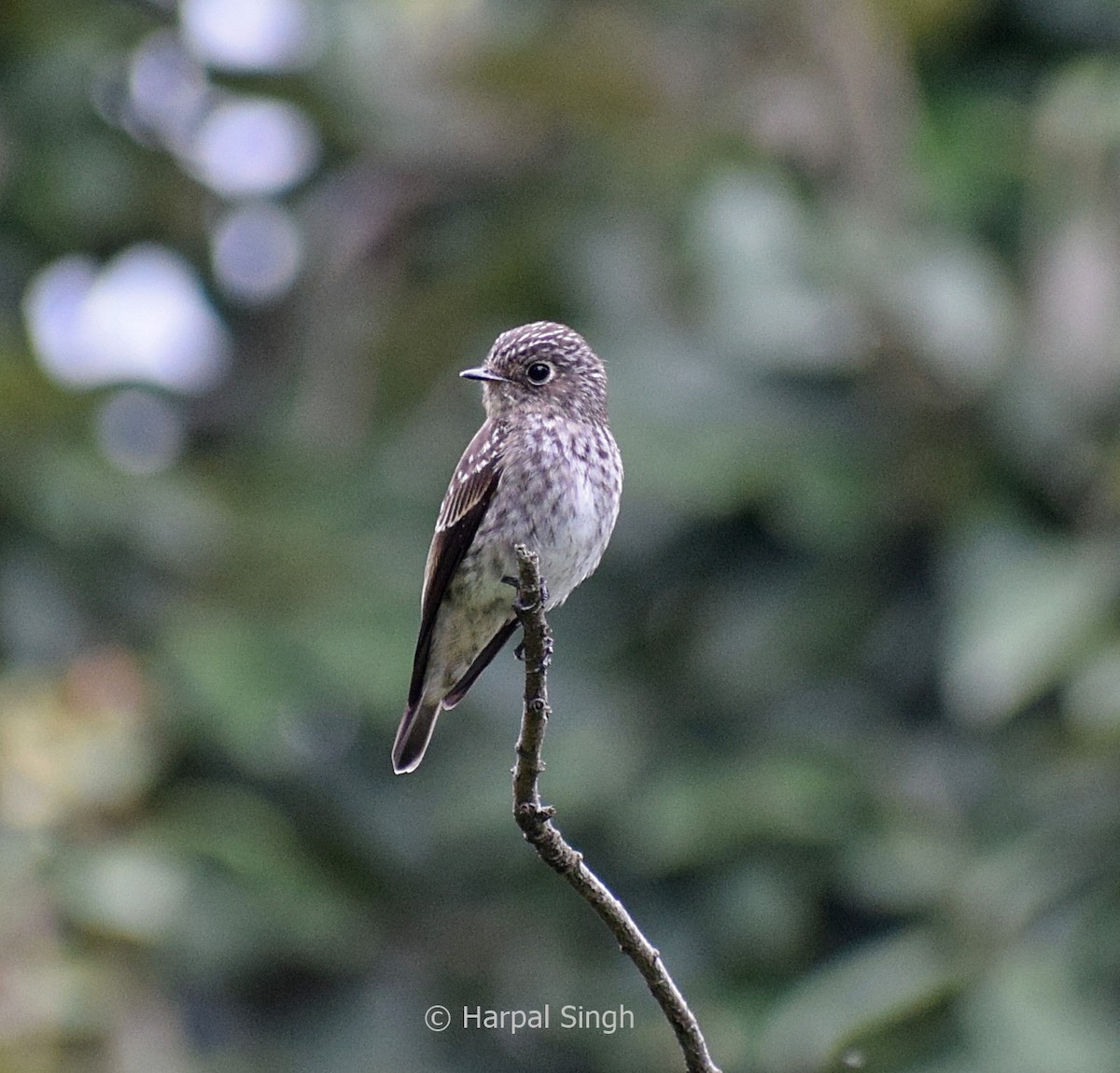 Dark-sided Flycatcher - ML200008721