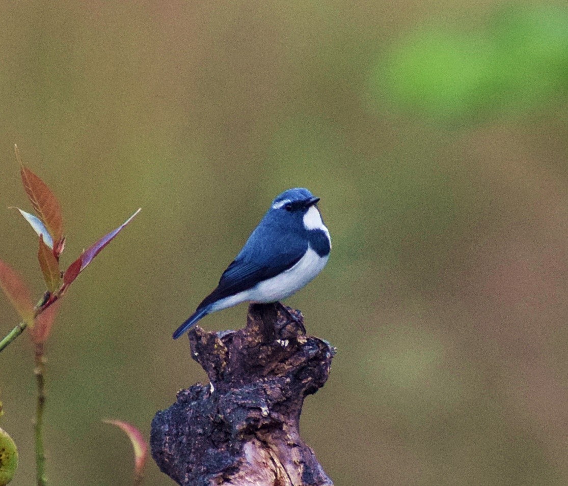 Ultramarine Flycatcher - ML200008731