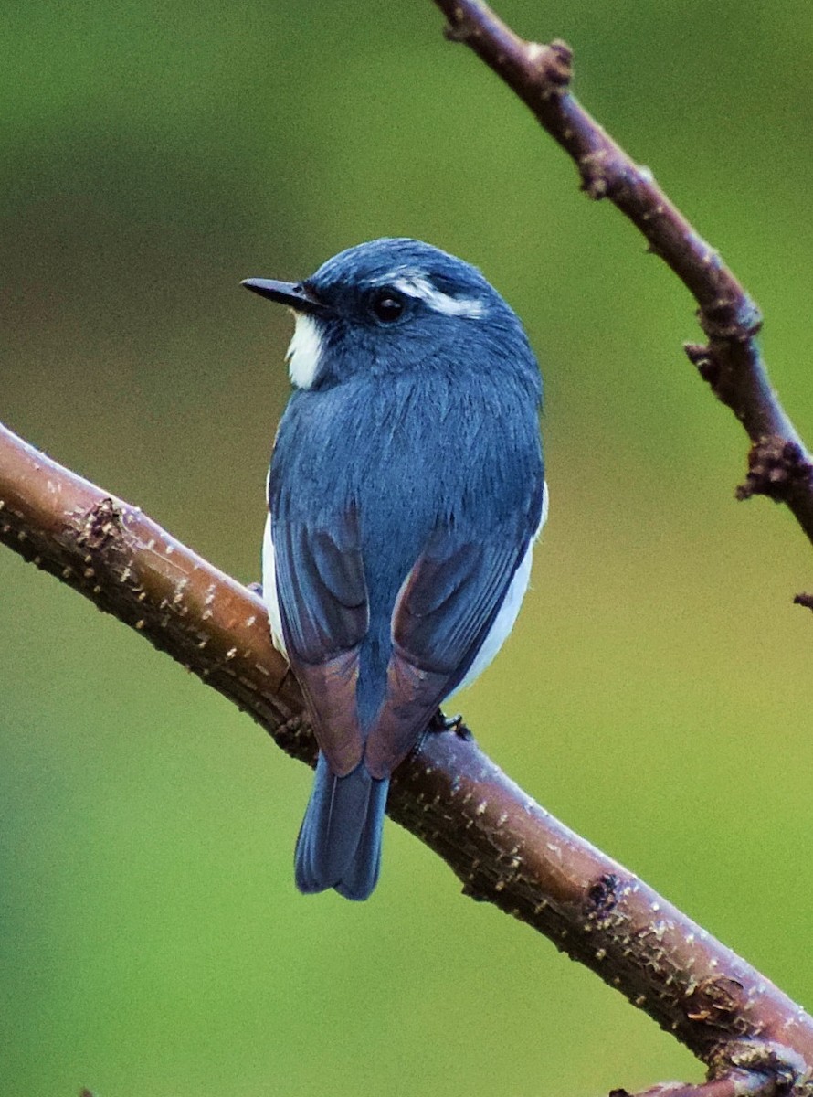 Ultramarine Flycatcher - ML200008741