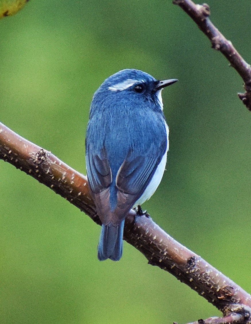 Ultramarine Flycatcher - ML200008751
