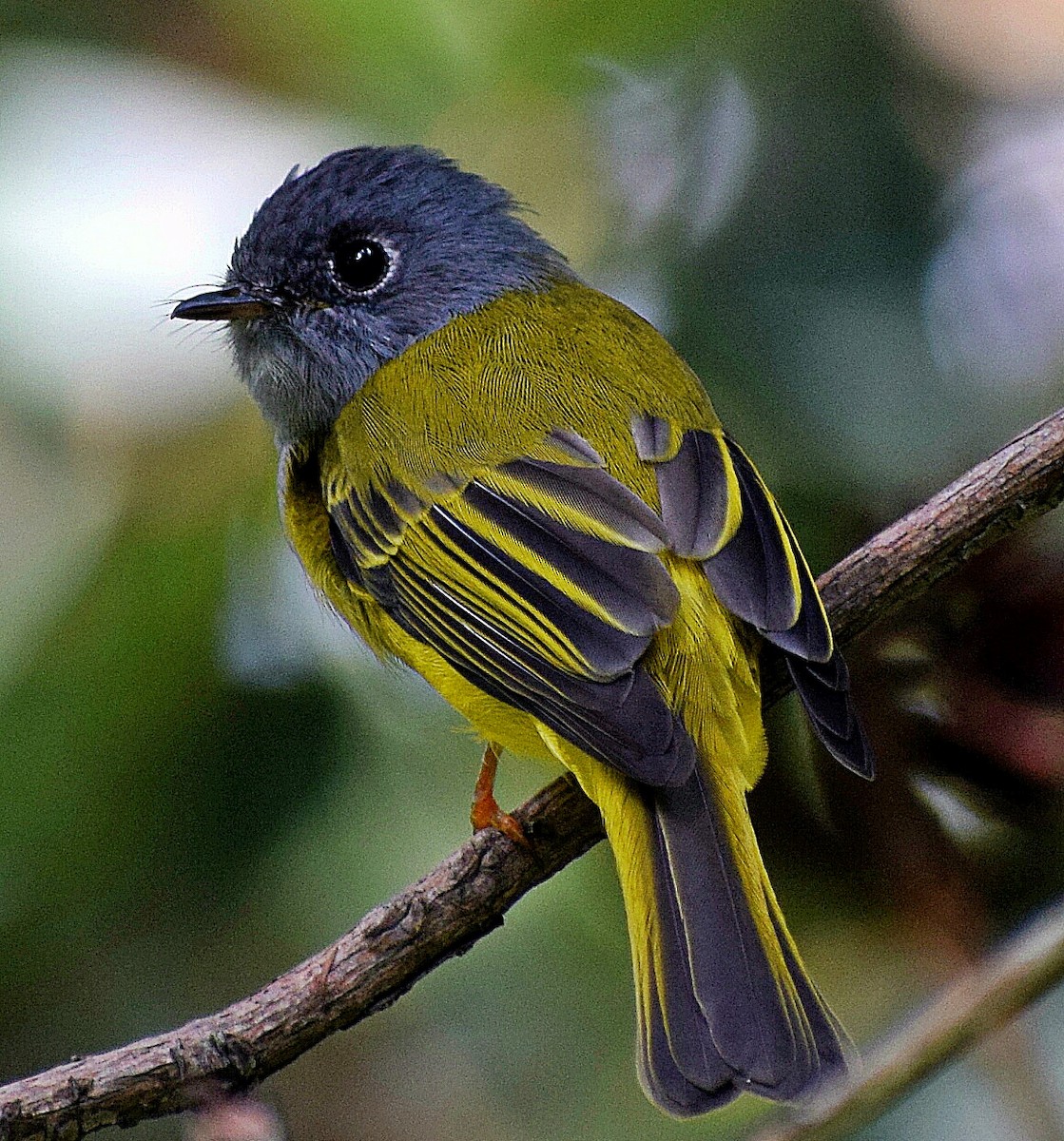 Gray-headed Canary-Flycatcher - ML200008801