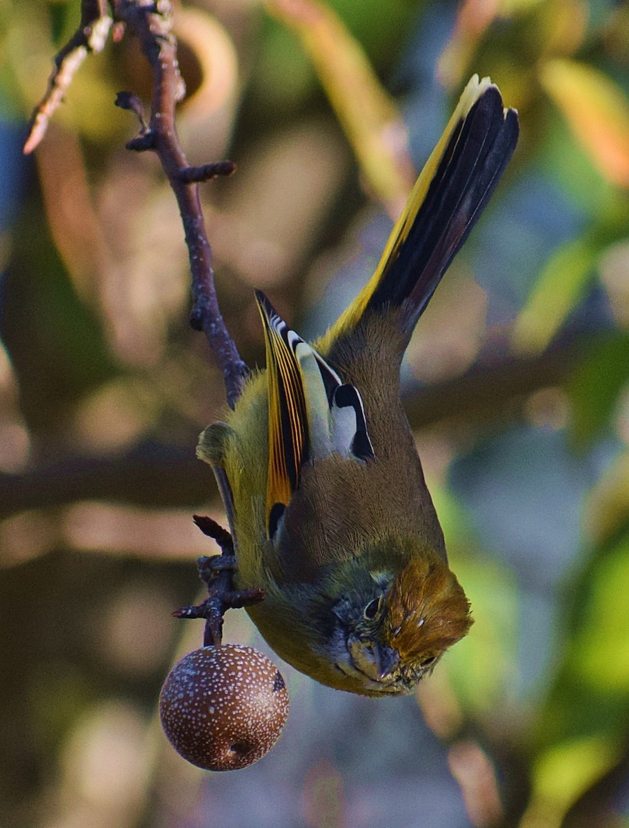Chestnut-tailed Minla - ML200008861