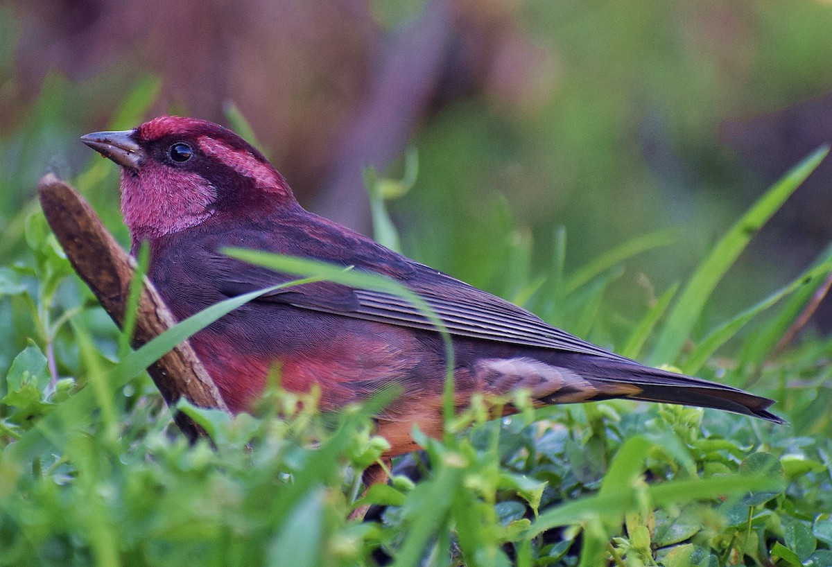 Dark-breasted Rosefinch - ML200008961