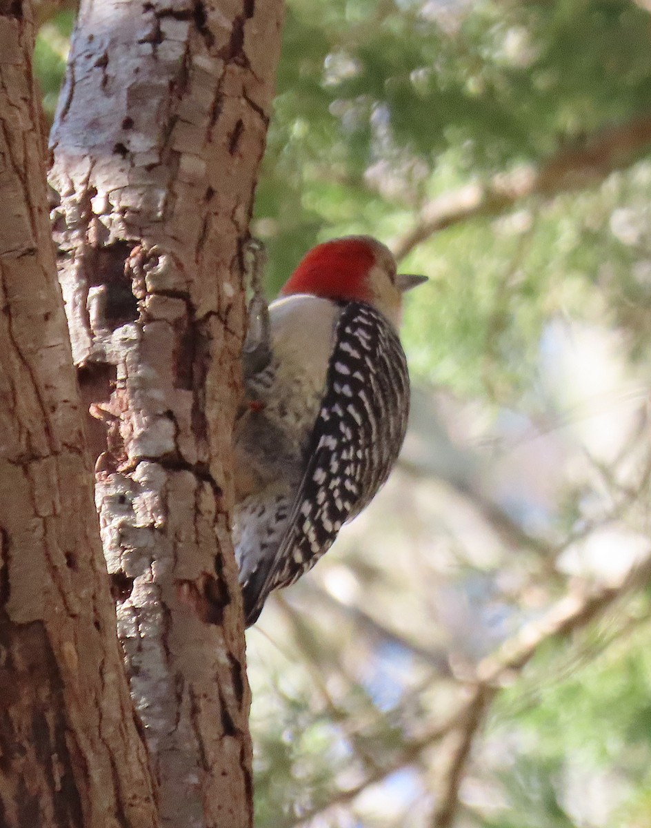 Red-bellied Woodpecker - Lori White