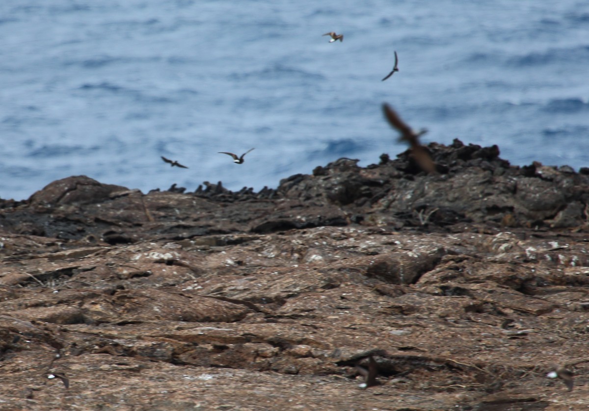 Elliot's Storm-Petrel - David Chang